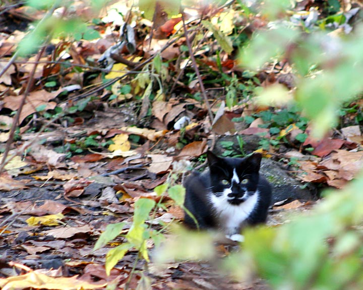 Feral Black & White Cat