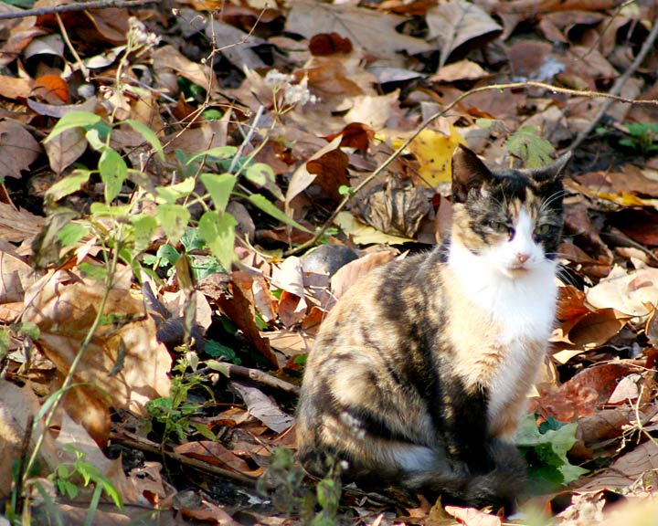 feral cat