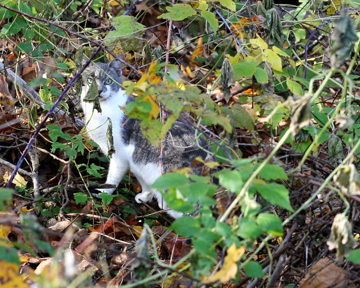 feral gray cat