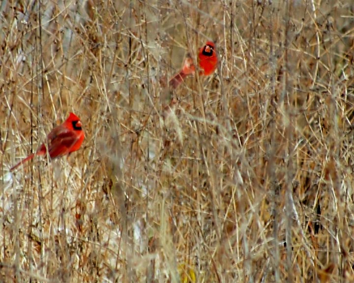 Cardinals