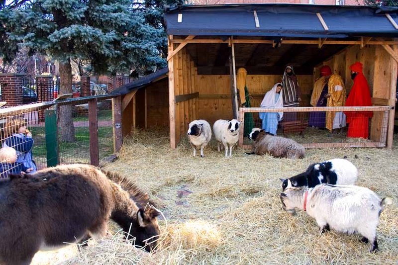 Live Animal Nativity