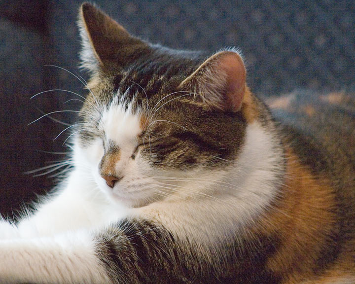 princess tired kitty