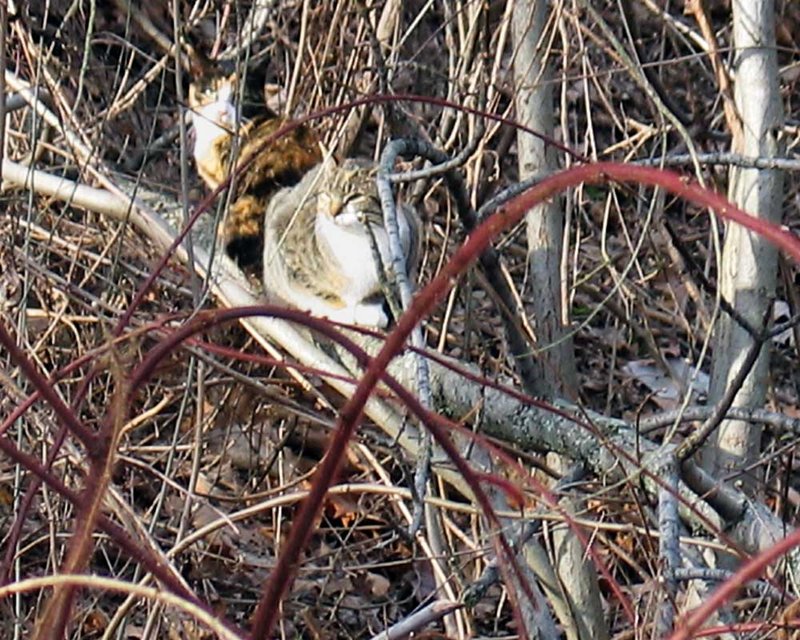 Feral Cats in 25°F weather