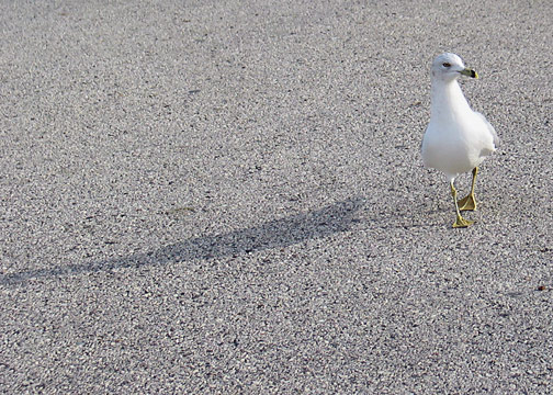 Seagull Strut
