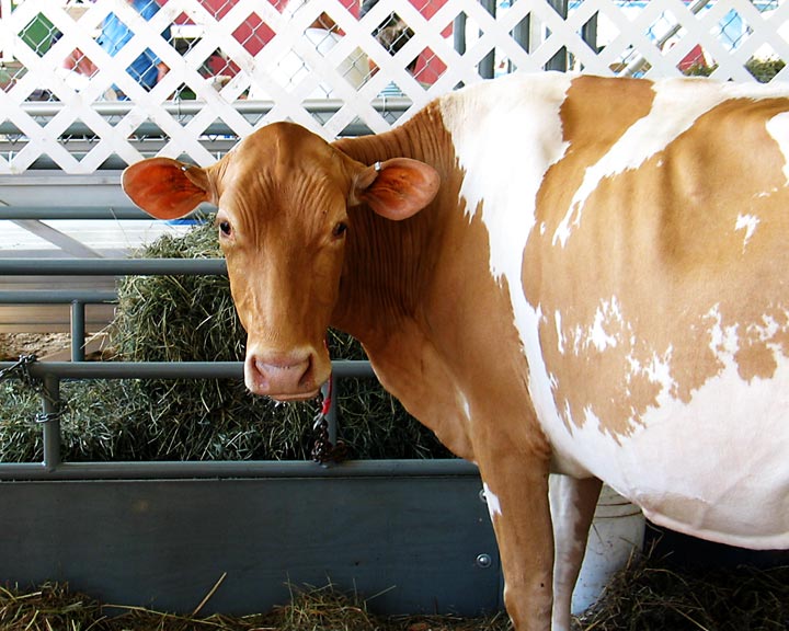 Monroe County Fair