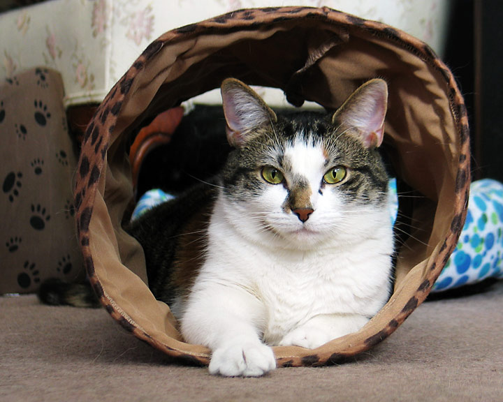 My Tube
