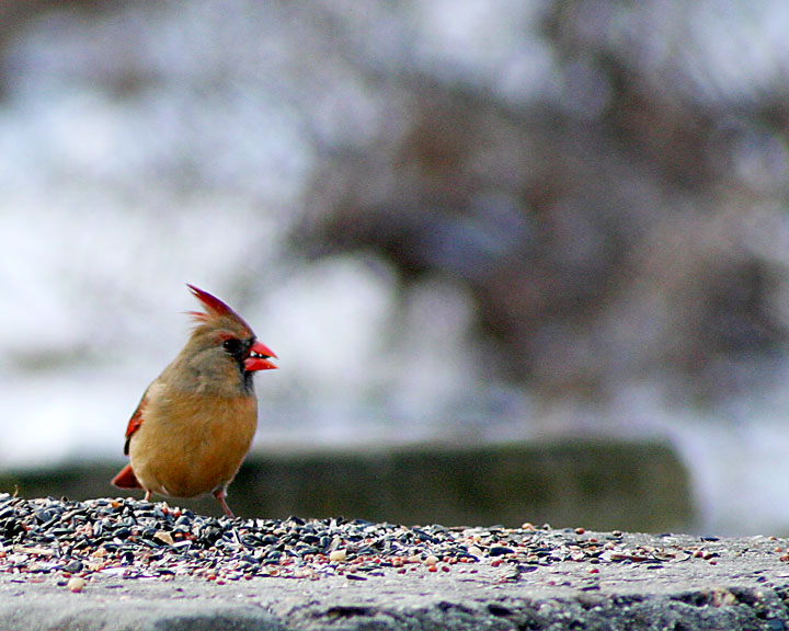cardinal female