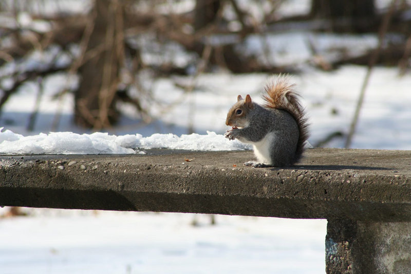 squirrel with nut