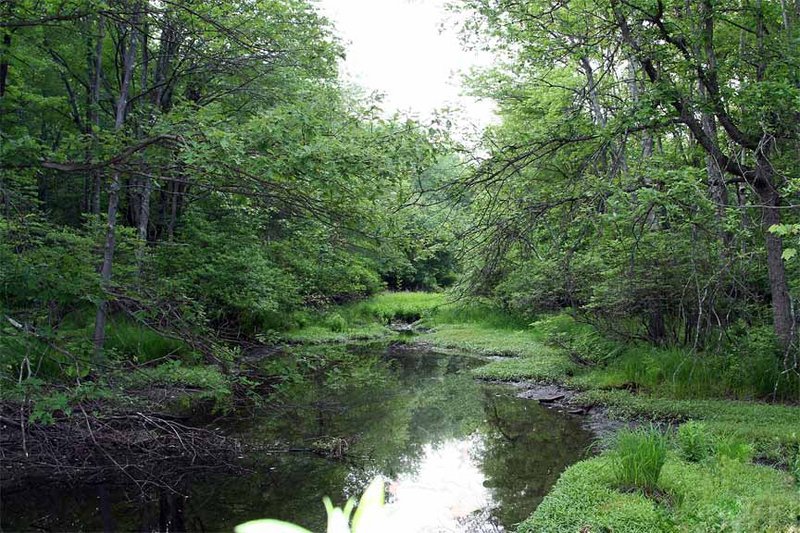 Cranberry Creek
