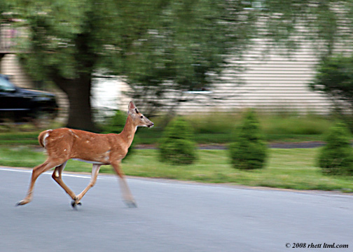 Buck crossing 2