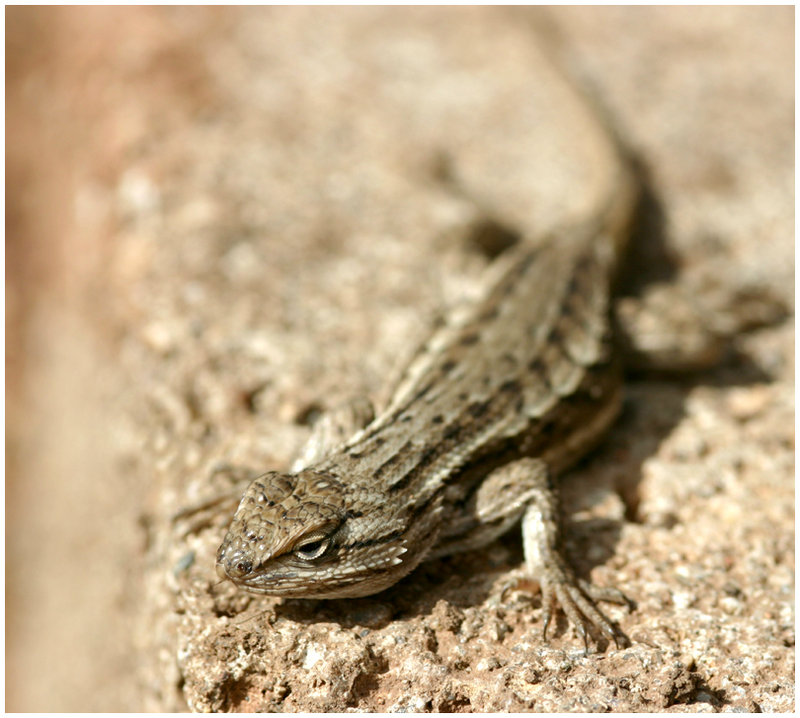 Lizard