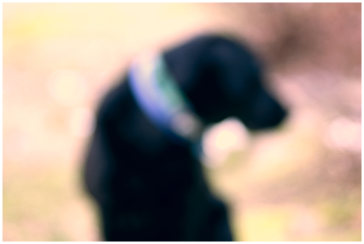 Dog in Portrait