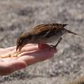 Bird in the hand 2.jpg