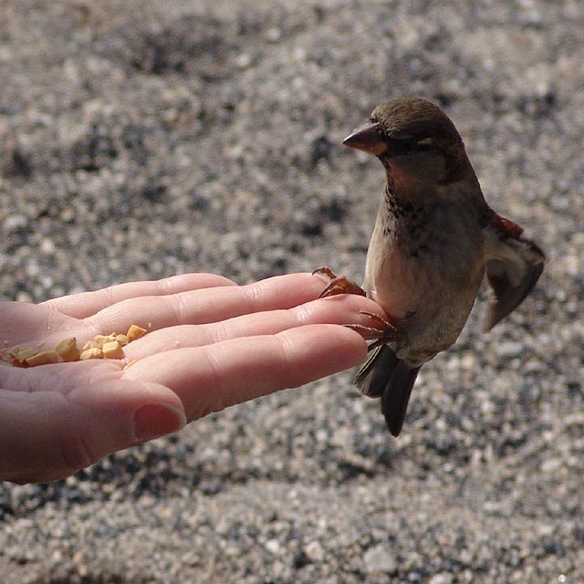 Bird in the hand.jpg
