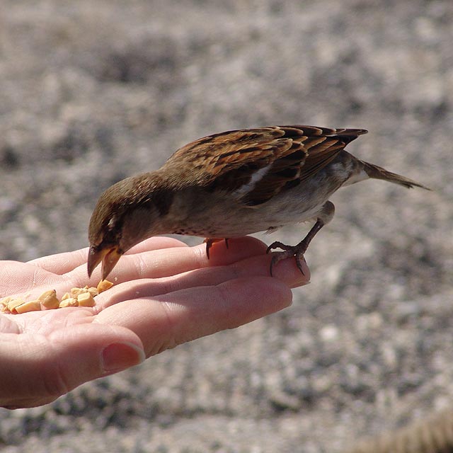 Bird in the hand 2.jpg