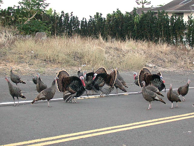 Turkeys.jpg