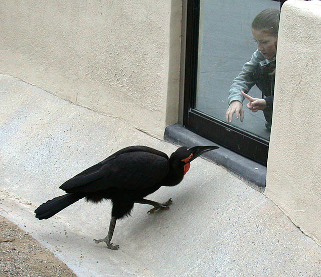 Bird and Girl