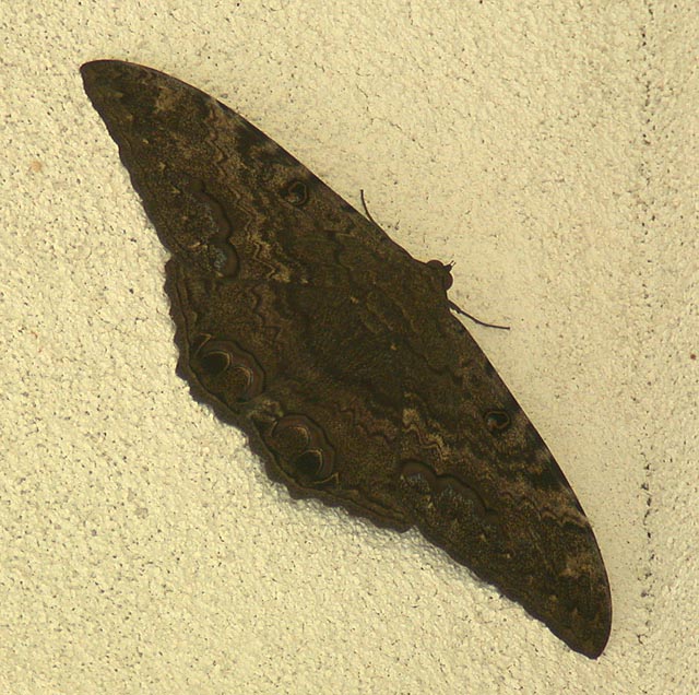 DSCN2135.jpg