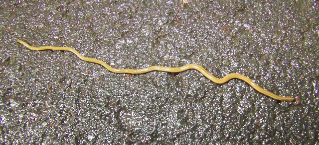 Land planarian 1.jpg