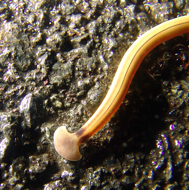 Land planarian 2.jpg