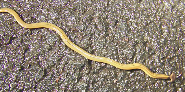Land planarian 3.jpg