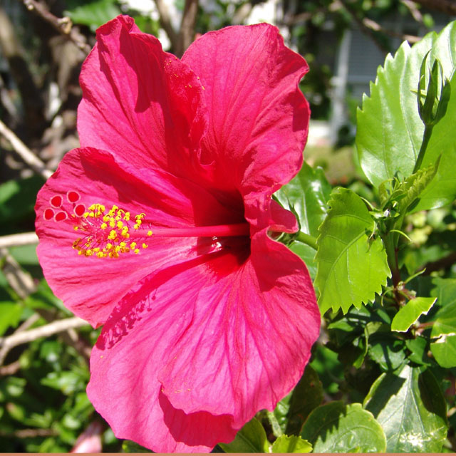 Flower.jpg