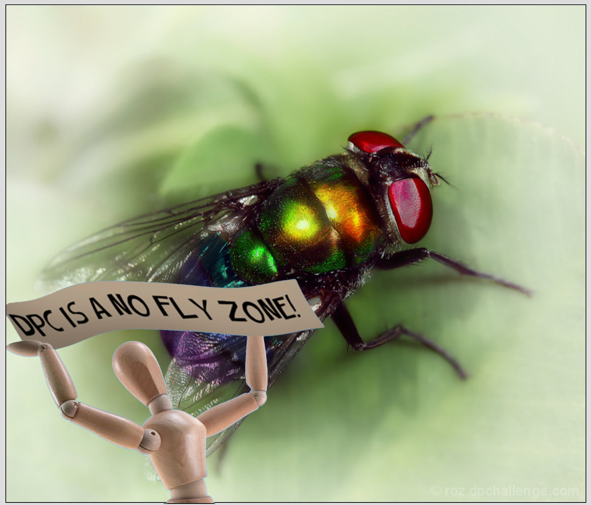 No-Fly-Zone