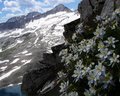 Columbines With Mountains and Lake