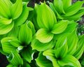 Luminous Plants
