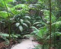 Fraser Island Rainforest