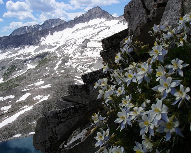 Columbines With Mountains and Lake