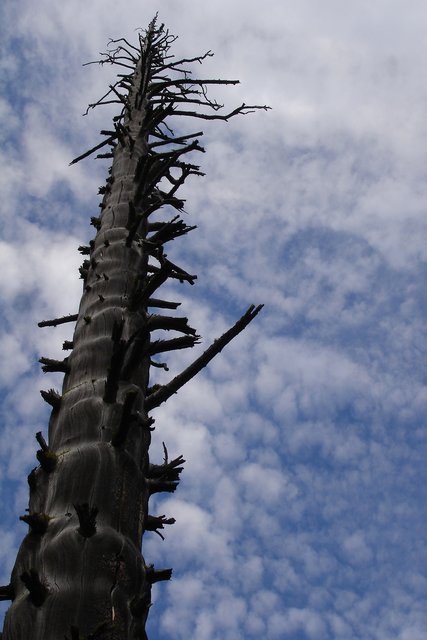 Reaching for the Heavens