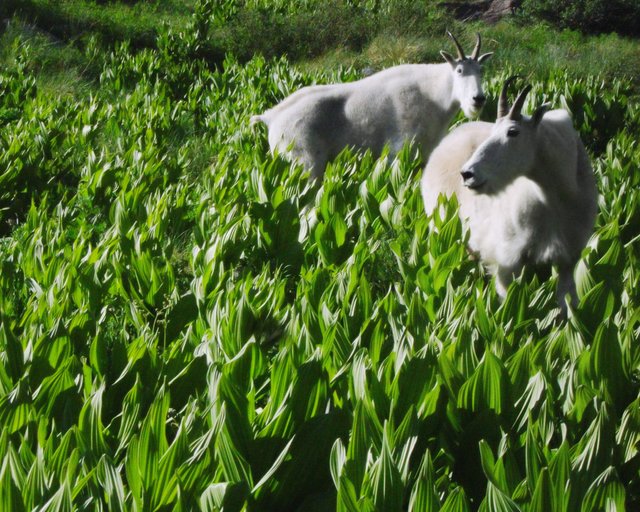 Wild Mountain Goats, Weminuche Wilderness