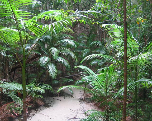Fraser Island Rainforest