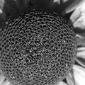 spirals