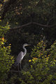 blue heron