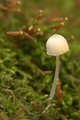 mushroom in moss