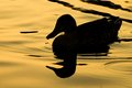 Zsu - mallard silhouelle