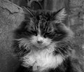 Zsu - remorseful cat