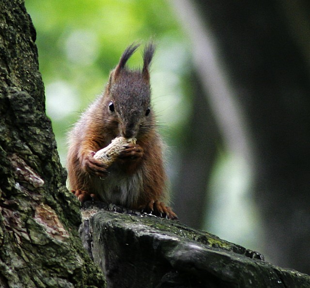 squirrel