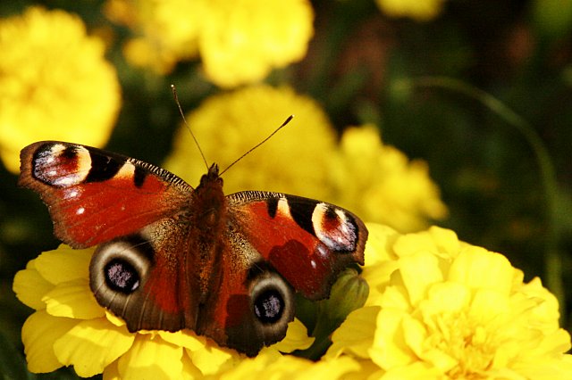 red on yellow