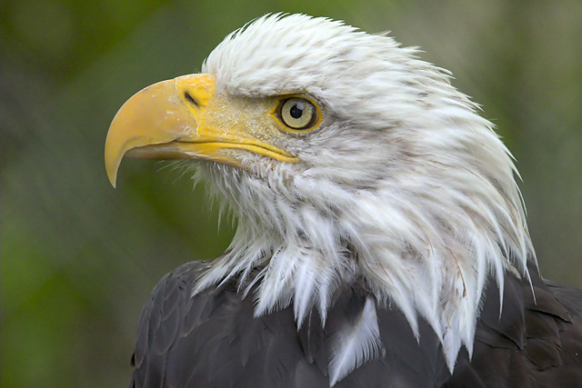 classic eagle profile