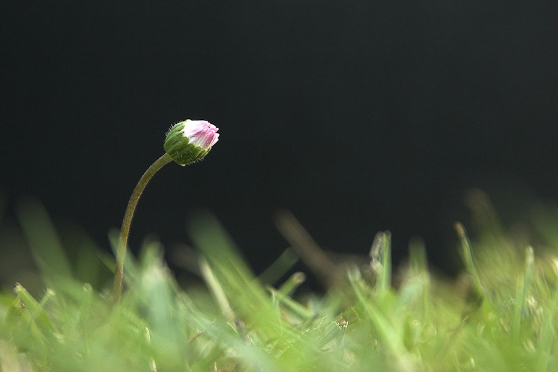 survivor