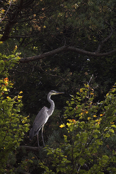 blue heron