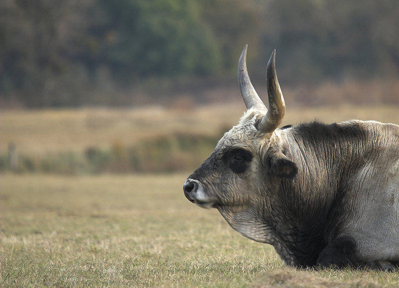 bull
