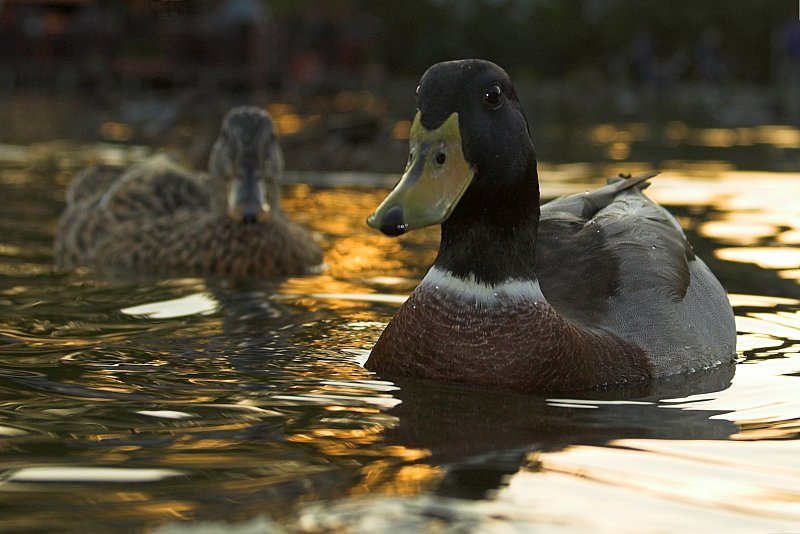 mallard duo