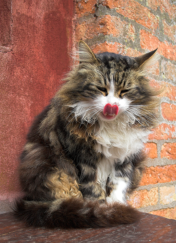 Zsu - pussycat of Torcello
