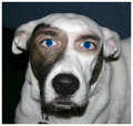 steroc