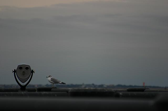 bird-watcher-before.jpg