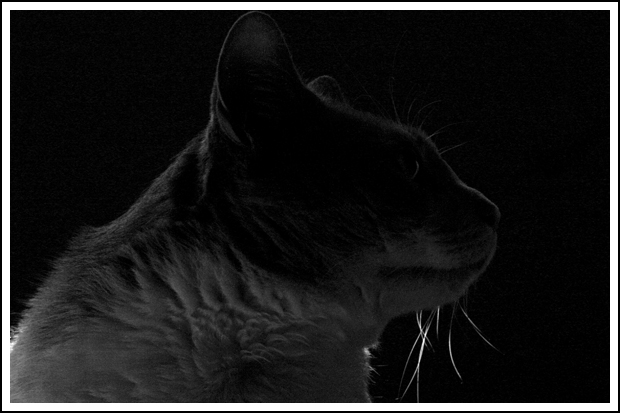 Day 28 Bailey
